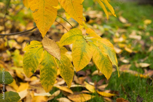 Blätter im Herbst
