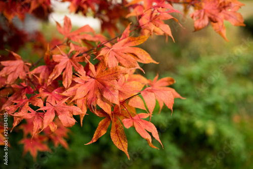 Blätter im Herbst