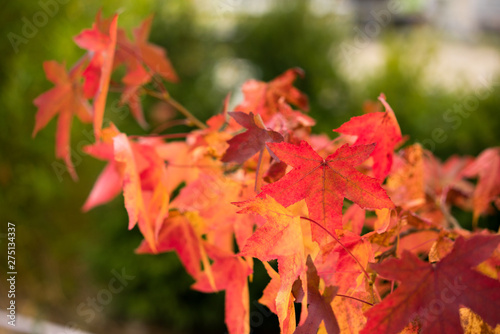 Blätter im Herbst