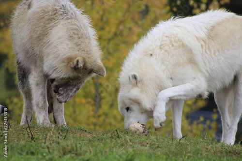 Arctic wolves (Canis lupus arctic) eating raw meat in their habitat