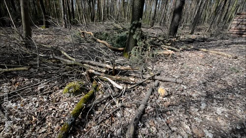 Wallpaper Mural Forestry Jungfernheide in Berlin Reinickendorf on April 8, 2016, Germany Torontodigital.ca