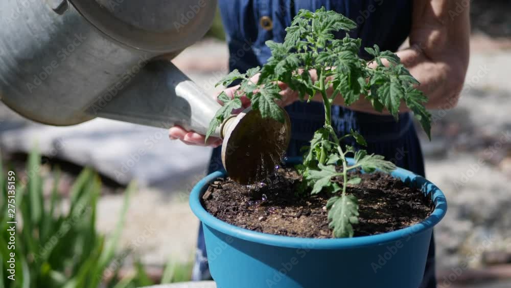 Close up on a woman gardener using a watering can on her tomato plants in fresh soil SLOW MOTION. Close up on a woman gardener using a watering can on her tomato plants in fresh soil SLOW MOTION.