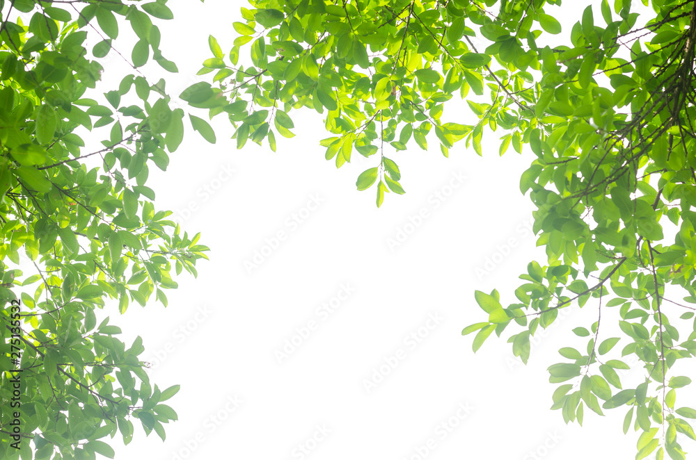 green leaves isolated white background with clipping path. nature frame for decoration design.