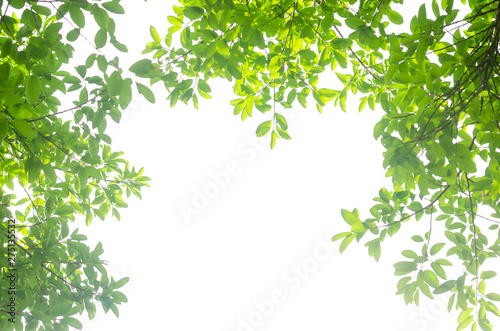 green leaves isolated white background with clipping path. nature frame for decoration design. © thithawat