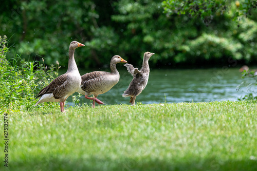 Adult greylag geese (anser anser) with young goslings