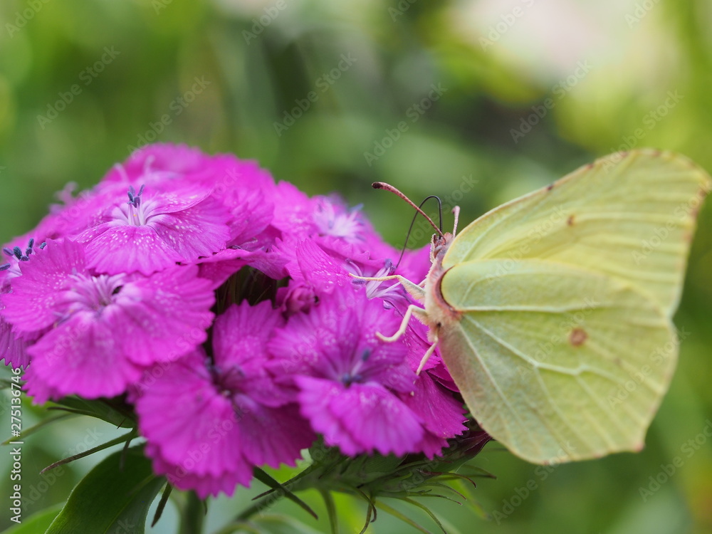 A butterfly with yellow wings collects nectar from flowers. Red Turkish carnations. A butterfly with yellow wings collects nectar from flowers. Red Turkish carnations.