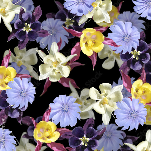 Beautiful floral background of aquilegia and chicory. Isolated