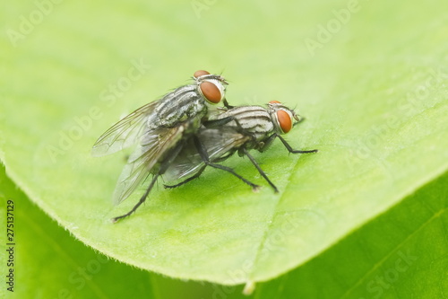 Close-up fly mating on green leaf nature background.