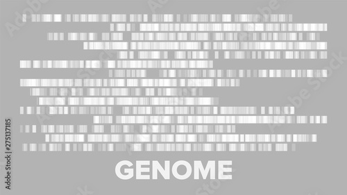 Horizontal Big Genomic Data Visualization Vector. Dna Test, Barcoding, Genomic Map Architecture. Medical Chromosome Analysis Graphic Bioinformatic Diagram Monochrome Template Flat Illustration