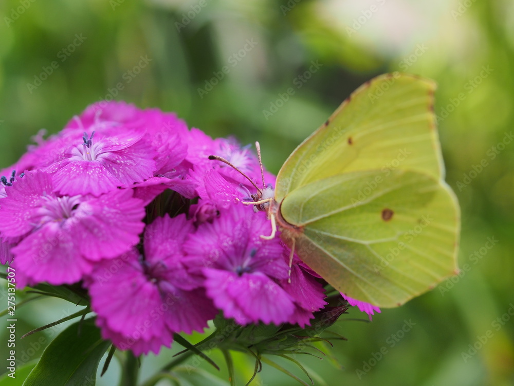 A butterfly with yellow wings collects nectar from flowers. Red Turkish carnations. A butterfly with yellow wings collects nectar from flowers. Red Turkish carnations.