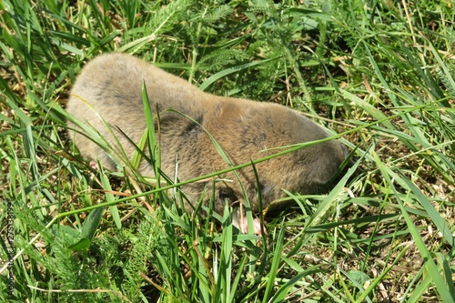 Spalax mole rat on grass in the garden, closeup photo