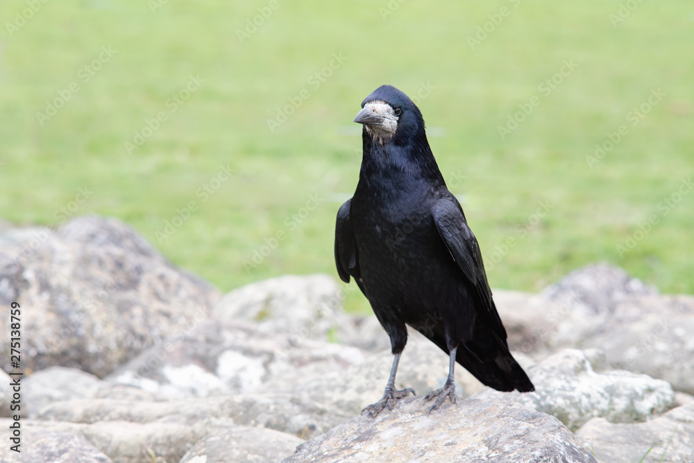 Obraz premium The rook on stones