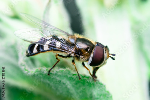 Hoverflies is just resting on top of a leaf, Syrphidae