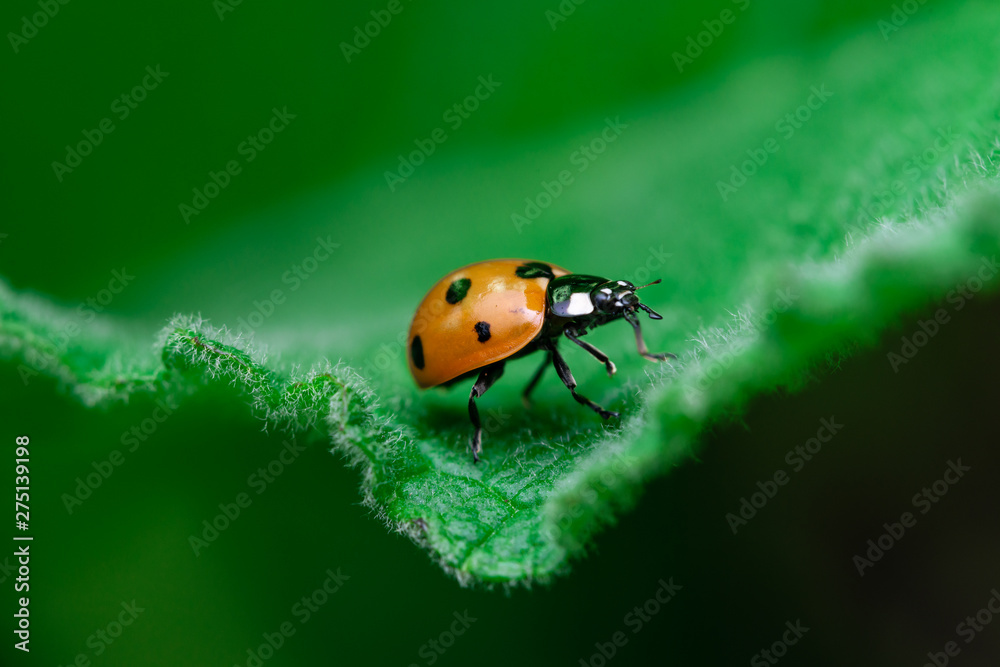 Leadership concept, Ladybug walks on the edge of a leaf, Coccinellidae, Arthropoda, Coleoptera, Cucujiformia, Polyphaga Leadership concept, Ladybug walks on the edge of a leaf, Coccinellidae, Arthropoda, Coleoptera, Cucujiformia, Polyphaga