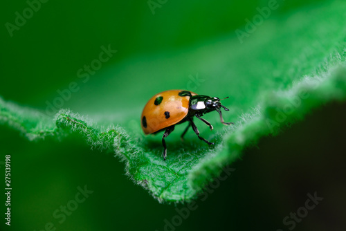 Leadership concept, Ladybug walks on the edge of a leaf, Coccinellidae, Arthropoda, Coleoptera, Cucujiformia, Polyphaga © David Peperkamp