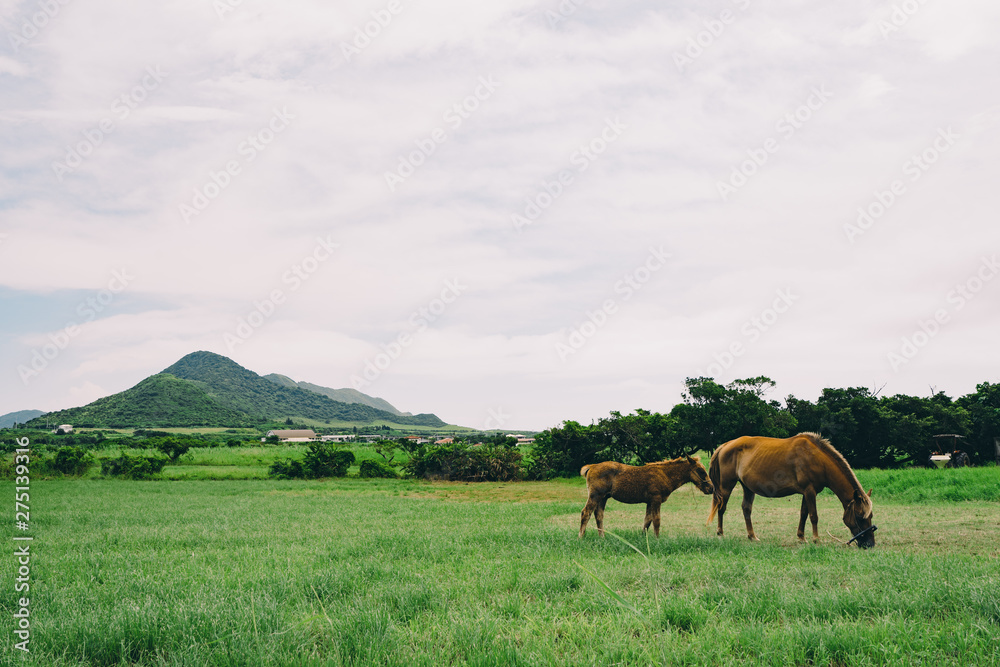 Fototapeta premium Landscape of Ishigaki Island