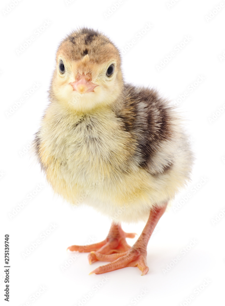 Obraz premium Chicken turkey isolated