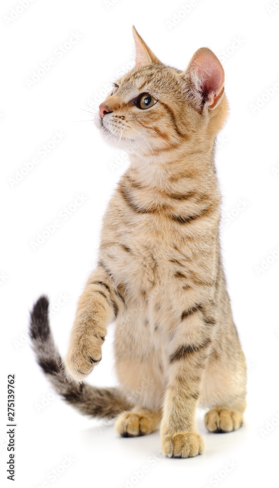 Fototapeta premium Kitten on white background.