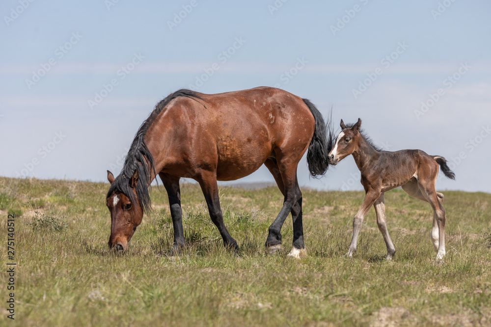Wild horse Mare and Foal in Utah in Spring Wild horse Mare and Foal in Utah in Spring