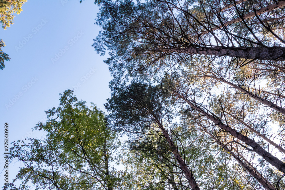 Fototapeta premium Top trees pine tall. Looking top forest blue sky. 