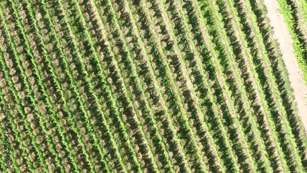 Drone video from German vineyards