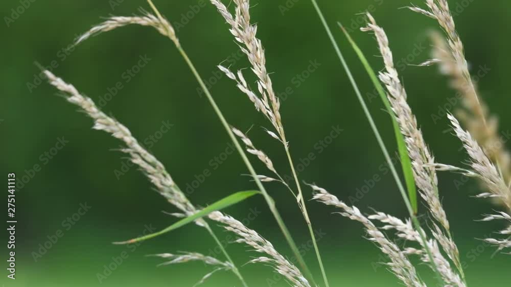 herbe 