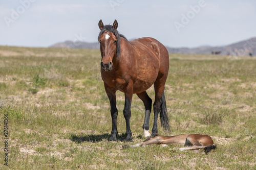 Wild horse Mare and Foal in Utah in Spring