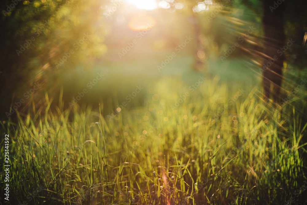 Blurry abstract scenic natural green background. Blurred green grass in sunny day with copy space. Lens flare on beautiful grass. Morning nature in sunlight. Defocused backdrop with sunbeams.