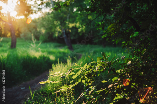 Scenic sunny natural green background. Lens flare on beautiful leaves. Amazing morning landscape of nature with sunbeams. Rich greenery in sunny day with copy space. Scenery of vegetation in sunlight.