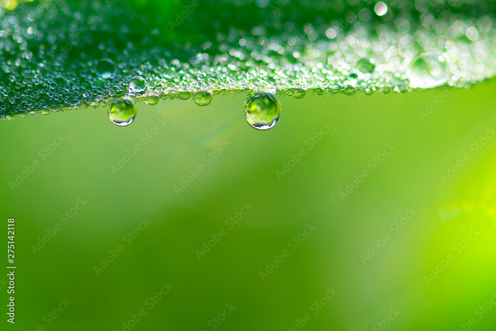 Dew drop on a blade of grass Dew drop on a blade of grass