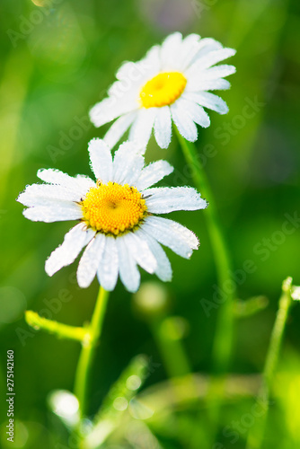 Fototapeta Naklejka Na Ścianę i Meble -  Closeup of a beautiful yellow and white Marguerite, Daisy flower