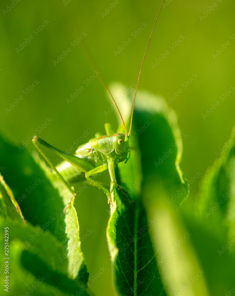 Big green grasshopper on the leaves Big green grasshopper on the leaves