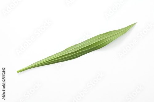 Plantain (plantago lanceolata) leaf