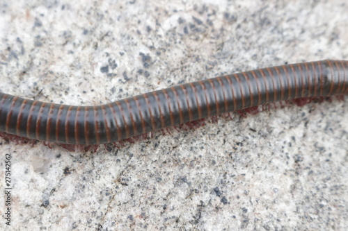 Narceus americanus is a large millipede of eastern North America. Common names include American giant millipede  worm millipede  and iron worm.