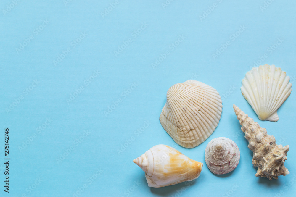 Various sea shells on light blue background Various sea shells on light blue background