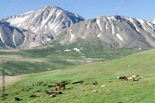 Western Mongolia mountainous landscape. Herd of horses on the alpine meadow. Altai Tavan Bogd National Park, Bayan-Ulgii Province, Mongolia.