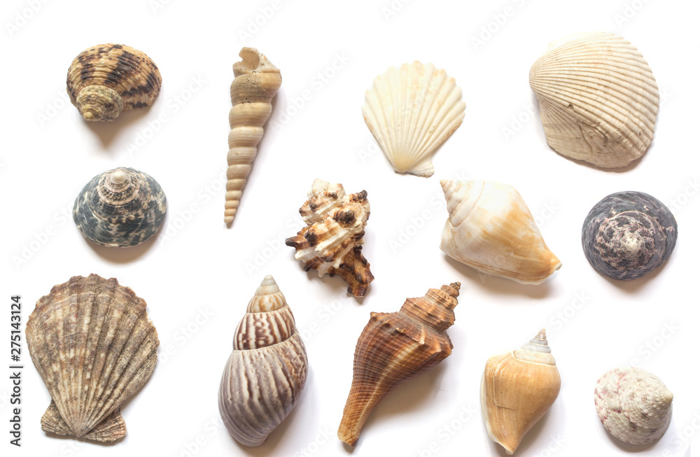 Various sea shells isolated on white background