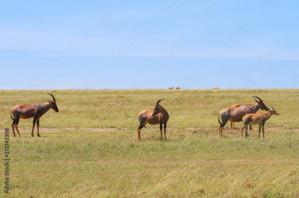 Fototapeta premium Group five topi Damaliscus lunatus jimela grazing green grassland with two young topi calves Masai Mara National Reserve Kenya East Africa
