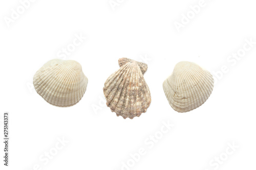 Three sea shells isolated on white background
