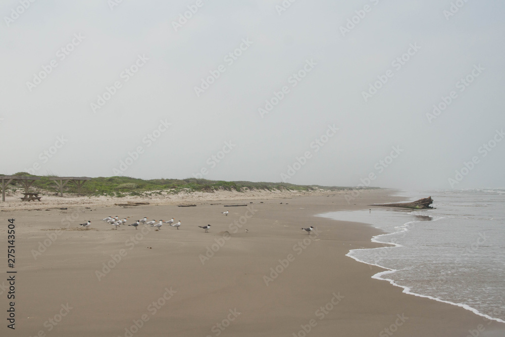 The beach of Padre Island National Seashore, Corpus Christi, Texas The beach of Padre Island National Seashore, Corpus Christi, Texas