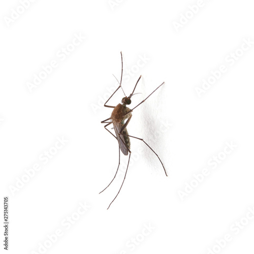 Black mosquitoes lay on the wall