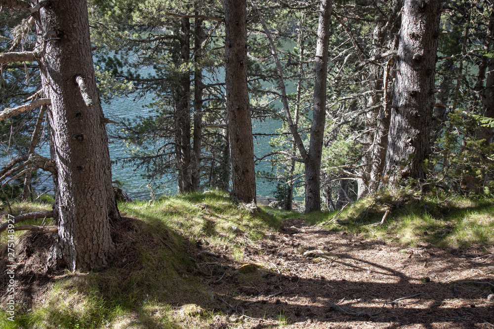 Mountain pine tree in a Spanish Pyrenees