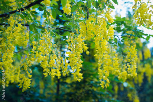 blooming yellow Wisteria