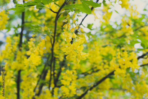 blooming yellow Wisteria