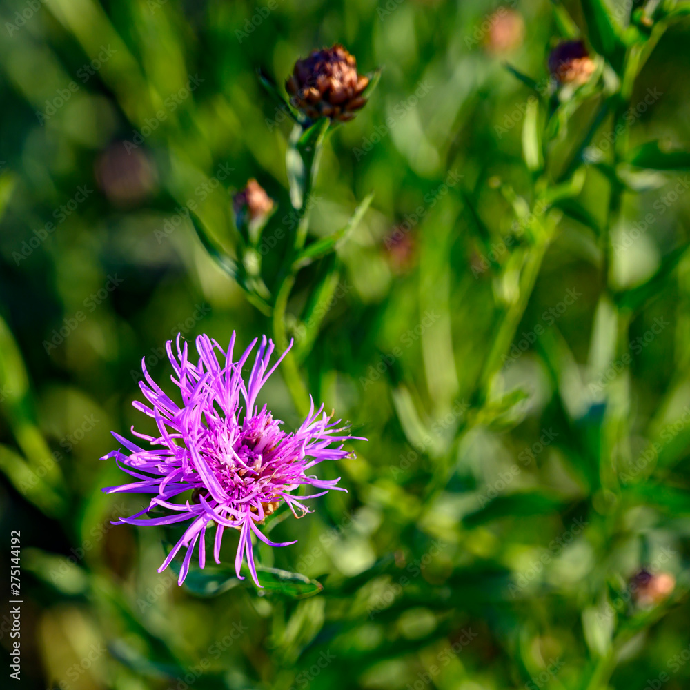 Beautiful pink blossom of a clover plant on a wild meadow. Beautiful pink blossom of a clover plant on a wild meadow.