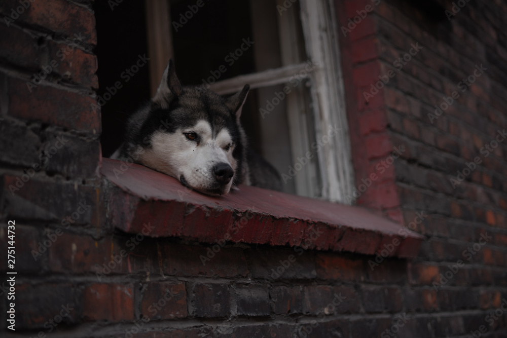 A husky dog in a window frame - obrazy, fototapety, plakaty 