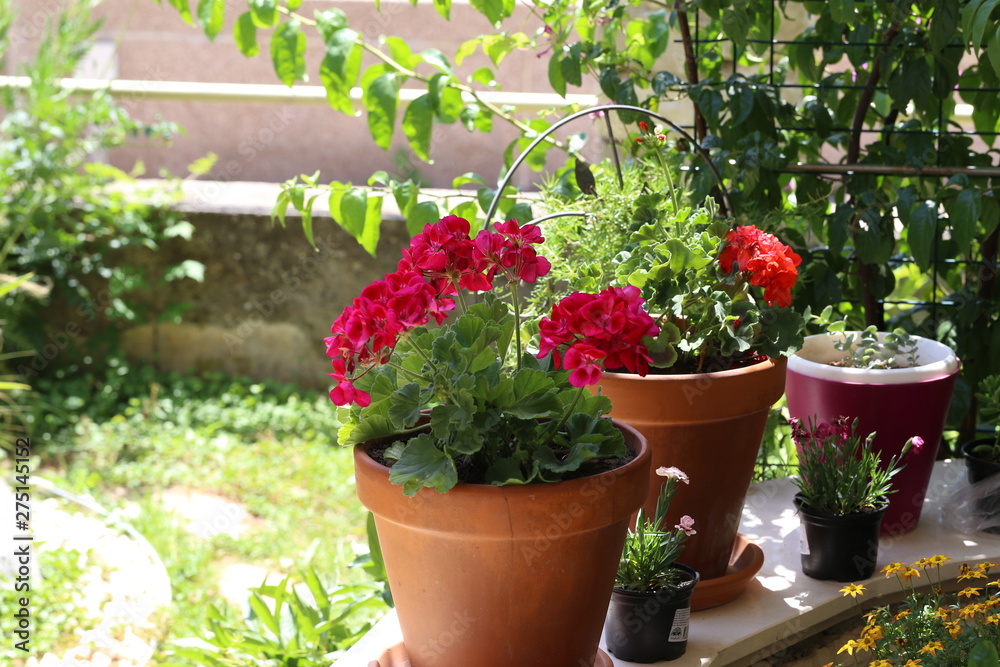 Beautiful bright garden geranium flowers in pot
