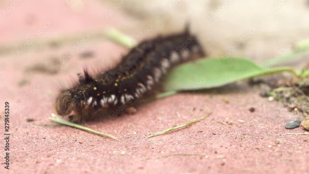 Large millipede walks on the asphalt. Large millipede walks on the asphalt.