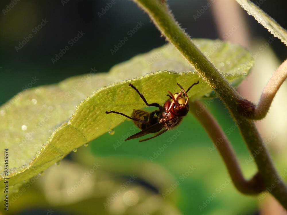 Naklejka premium Hornisse