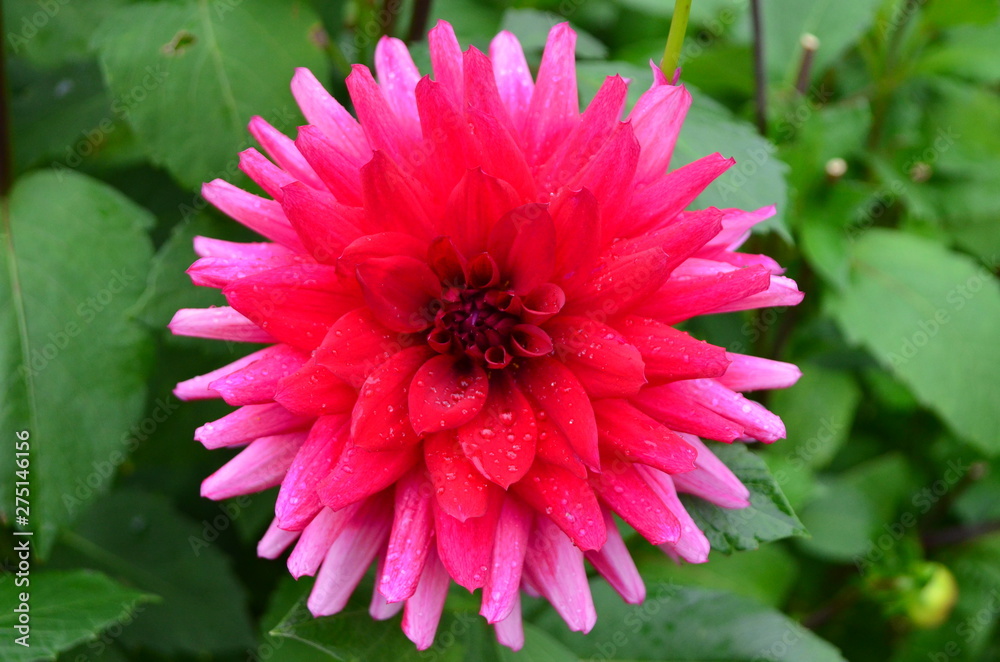 Dark pink dahlia flower with water drops in a garden, top view Dark pink dahlia flower with water drops in a garden, top view